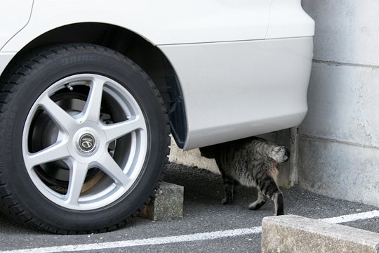 太田区のねこ