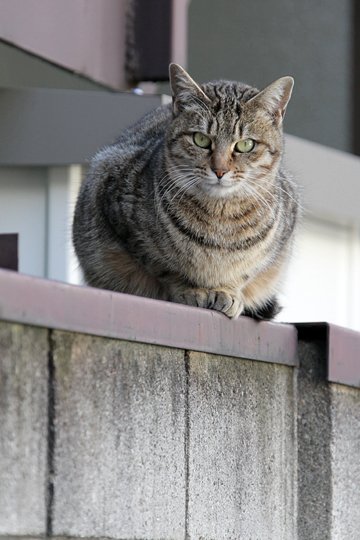太田区のねこ