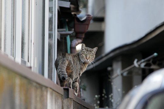 太田区のねこ