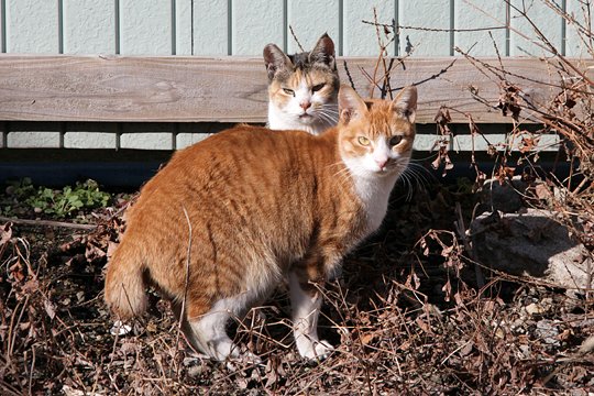 太田区のねこ