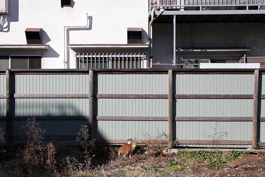 太田区のねこ