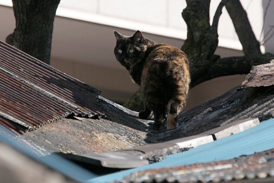 太田区のねこ