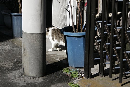 太田区のねこ