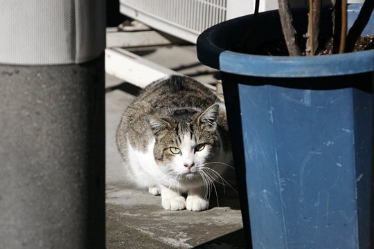 太田区のねこ