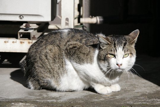 太田区のねこ
