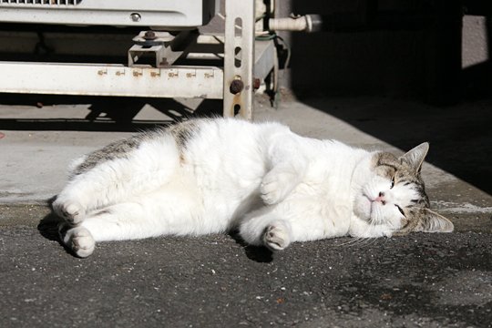 太田区のねこ