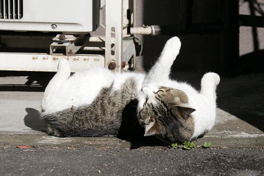 太田区のねこ