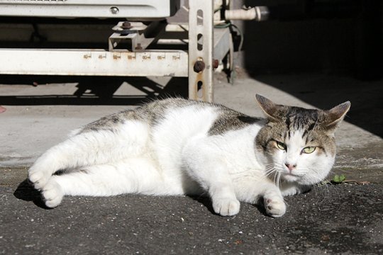 太田区のねこ