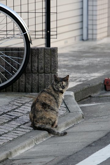 太田区のねこ