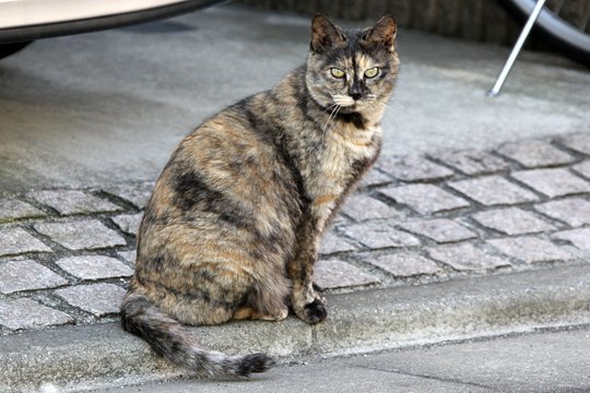 太田区のねこ