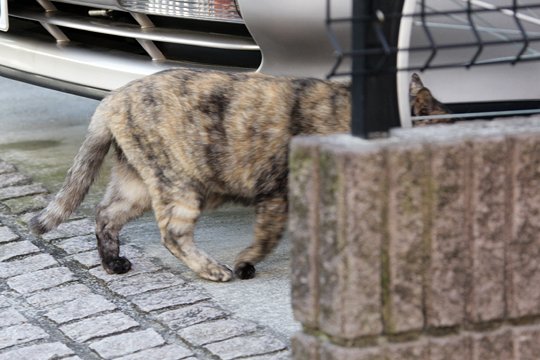 太田区のねこ