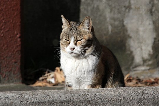 太田区のねこ