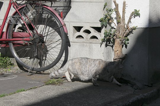 太田区のねこ