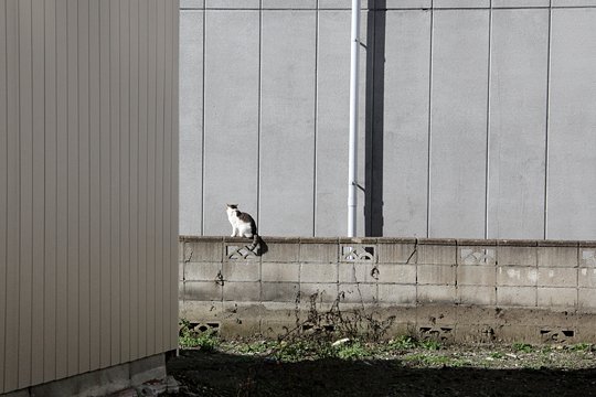 太田区のねこ