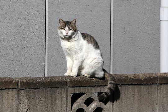 太田区のねこ