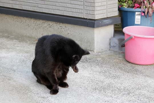 太田区のねこ