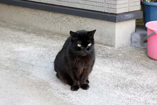 太田区のねこ
