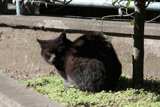 太田区のねこ