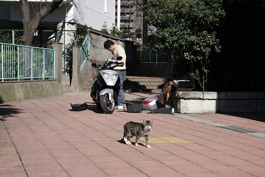 太田区のねこ