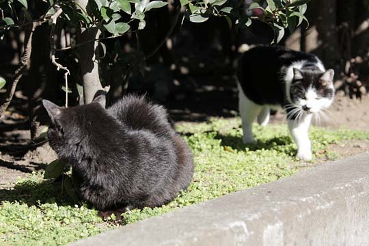 太田区のねこ