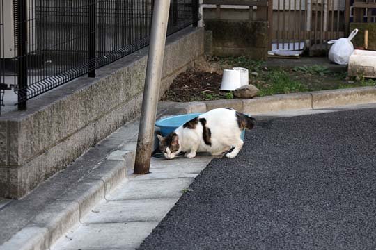 太田区のねこ