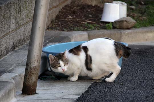 太田区のねこ