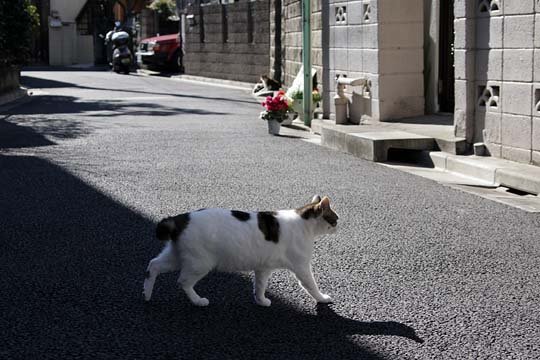 太田区のねこ
