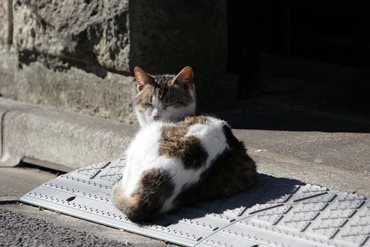 太田区のねこ