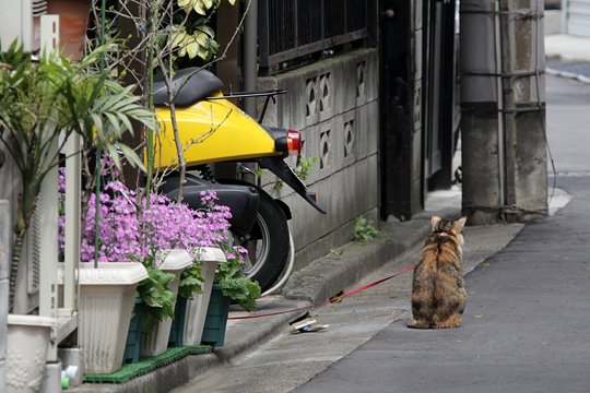太田区のねこ