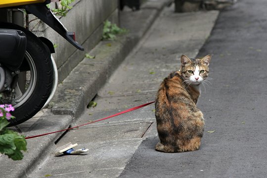 太田区のねこ