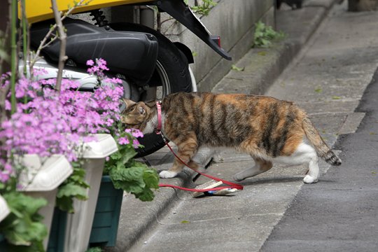太田区のねこ
