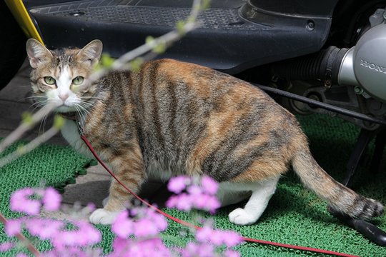 太田区のねこ