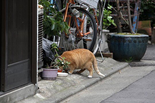 太田区のねこ