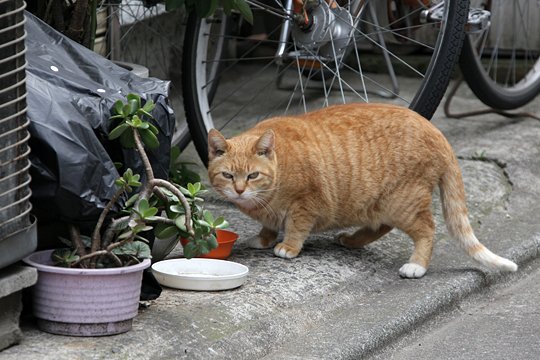 太田区のねこ