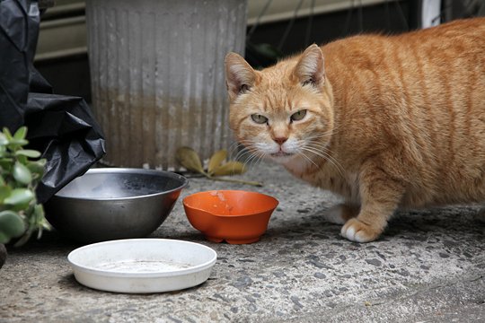 太田区のねこ