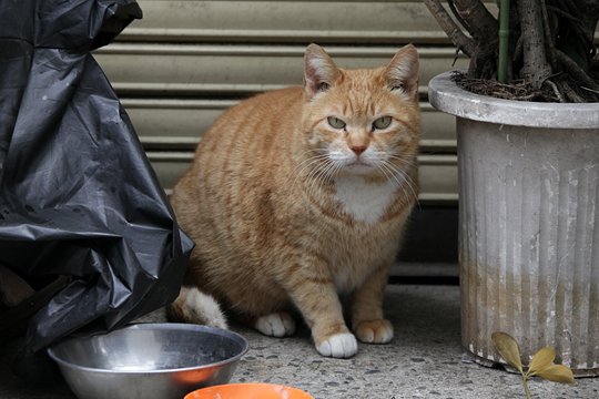 太田区のねこ