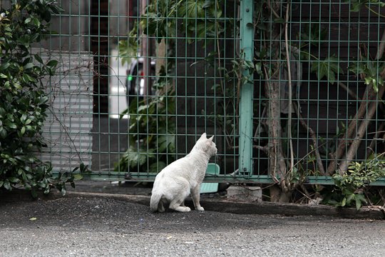 太田区のねこ