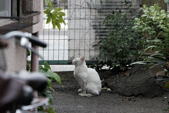太田区のねこ