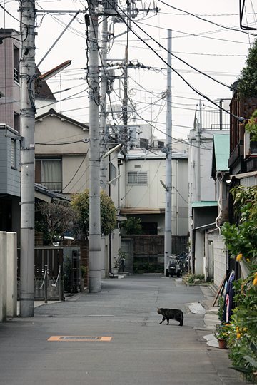 太田区のねこ