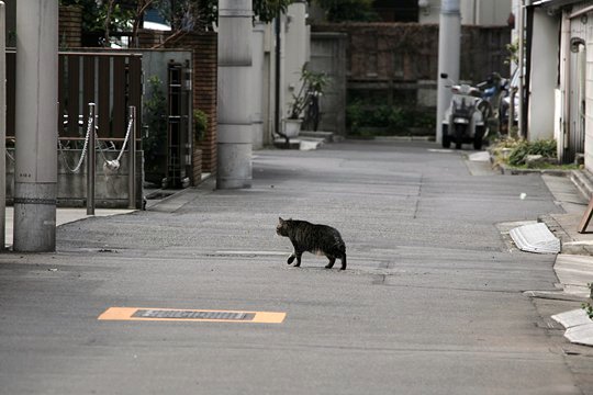 太田区のねこ