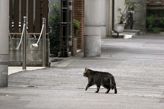 太田区のねこ