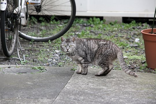 太田区のねこ