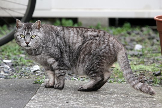 太田区のねこ