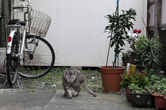 太田区のねこ