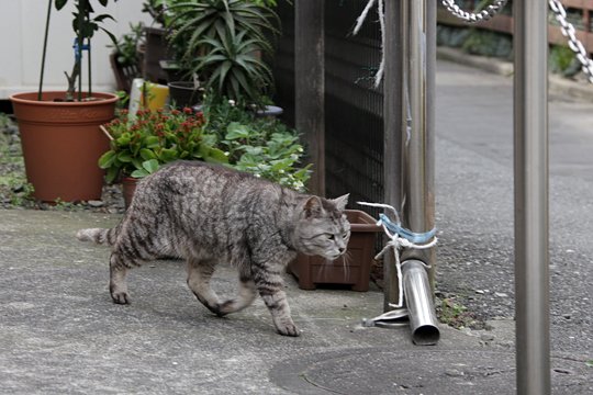 太田区のねこ