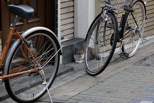 太田区のねこ