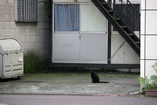 太田区のねこ