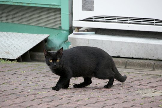 太田区のねこ