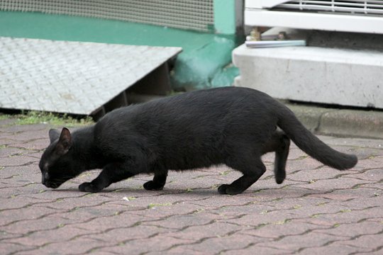 太田区のねこ