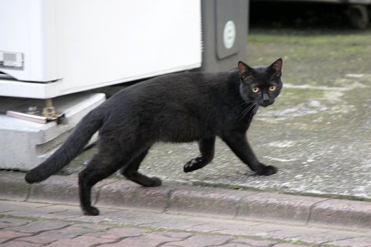 太田区のねこ